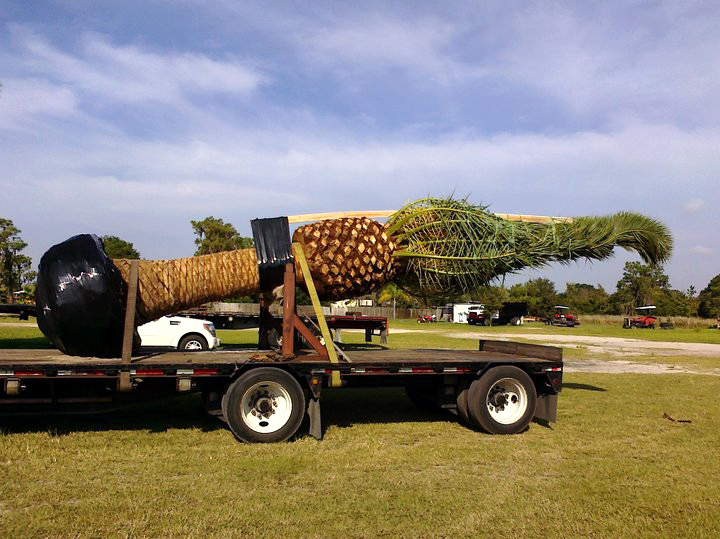 Wholesale Canary Island Date Palm Trees, specimen palm